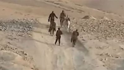 جنود الاحتلال تعتقل حمارًا في الخليل.. شاهد