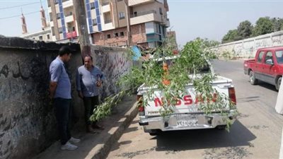 قنا: زراعة 935 شجرة بقري دشنا