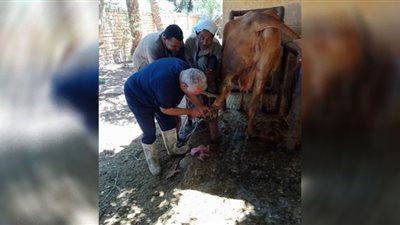 تحصين 48 ألفًا من الثروة الحيوانية ببني سويف ضد مرض الجلد العقدي