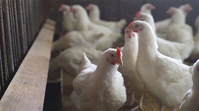 الزراعة تحذر اتحاد الدواجن