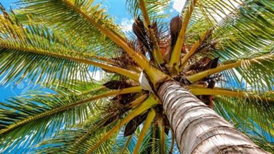 رجل يسكن فوق النخيل هربًا من زوجته