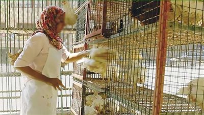 شعبة الدواجن تكشف موعد انخفاض الأسعار