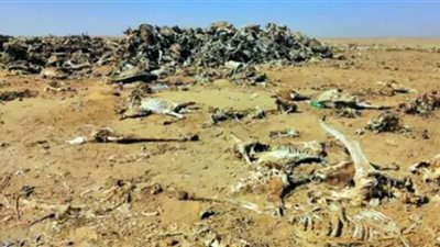 تفاصيل العثور على مقبرة حمير (فيديو)