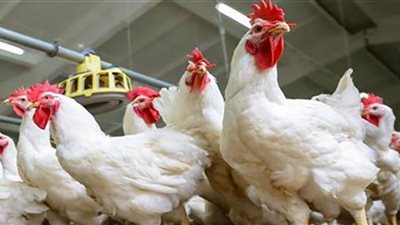 ارتفاع أسعار الدواجن في الأسواق