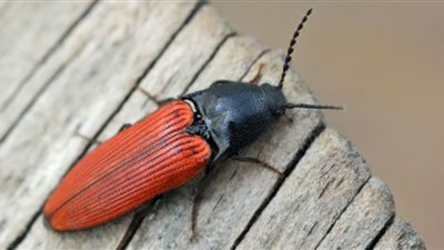 عالم مصري يقود تطوير روبوت خارق بحجم 