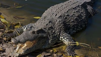 أشرس تمساح في العالم يواجه خطر الانقراض (شاهد)