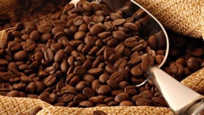 زراعة أشجار البن في مصر يوفر آلاف الدولارات