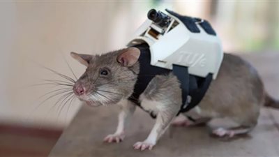 فئران مدربة على إنقاذ البشر من الكوارث.. فيديو