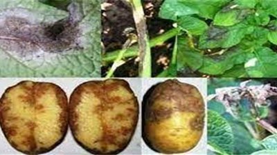 اللفحة المتاخرة تضرب محصول البطاطس بالإسكندرية