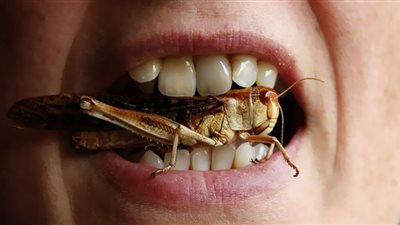 الاتحاد الأوروبي يعتمد حشرة مصدرًا للبروتين