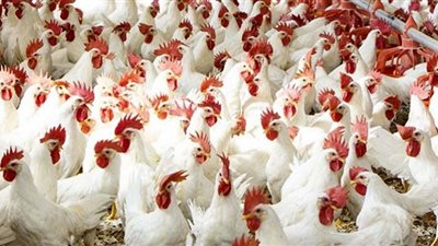موعد انخفاض أسعار الدواجن