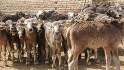 المستندات المطلوبة للحصول على قرض مشروع البتلو