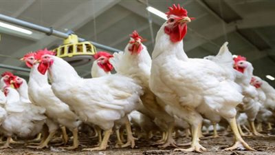 أسعار الدواجن اليوم الأحد في المزرعة