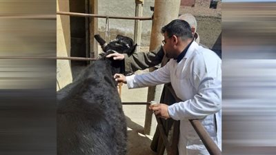 تحصين 35 ألف من الثروة الحيوانية ببني سويف