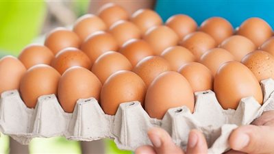 سعر كرتونة البيض اليوم