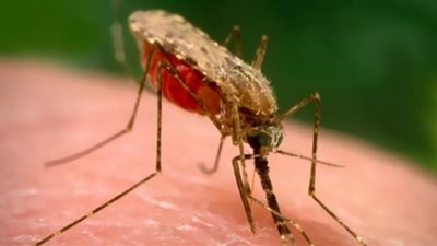 علماء يطورون لقاحًا جديدًا للملاريا يقدم نتائج مبشرة