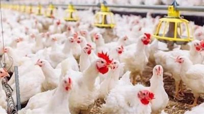 أسباب ارتفاع أسعار الدواجن وموعد الانخفاض