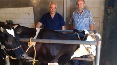 تحصين 70 ألف ماشية ضد الجلد العُقدي وجُدري الضأن ببني سويف