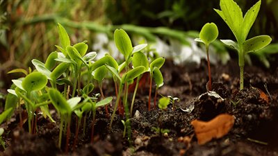 Cop 27.. المنصات الرقمية تسهم في تطوير الأمن الغذائي والزراعة المستدامة