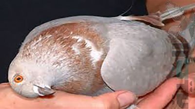 فيروس مجهول يرعب أوروبا.. يحول الحمام إلى زومبي