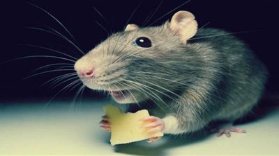بعد تخطيه الـ 9 أعوام فأر على أبواب موسوعة جينيس