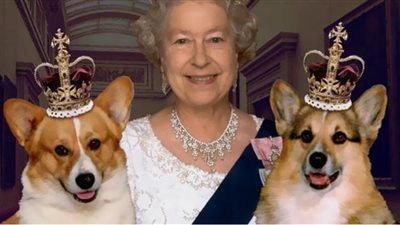 الملكة اليزابيث.. مصير الكلاب إلى أين (صور)