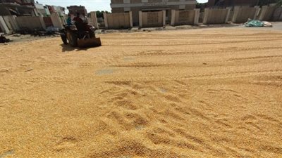 مصانع الأعلاف تستلم الذرة الصفراء تفعيلا للزراعة التعاقدية