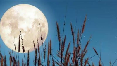 قمر «الذرة» يتلألأ في سماء مصر