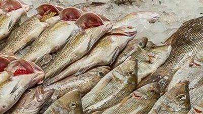 أسعار الأسماك اليوم .. والبوري بـ84 جنيه