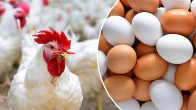أسعار الدواجن والبيض في الأسواق اليوم