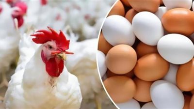 تراجع كبير في أسعار البيض والدواجن.. فيديو