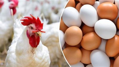 موعد انخفاض أسعار الدواجن والبيض
