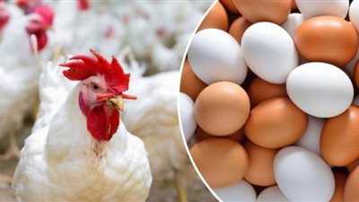 أسعار الدواجن والبيض بالأسواق المحلية الآن