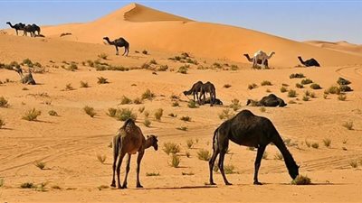 سعودية تجوب صحراء المدينة على ناقة