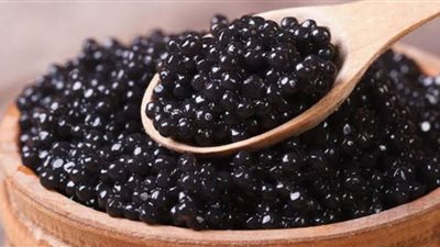 ( الكافيار سعره نار) 10 سنوات تحتاجها السمكة لانتاجئه