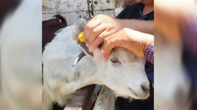 الطب البيطري بالإسماعيلية ينظم حملات للحفاظ على الثروة الحيوانية