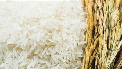 كفر الشيخ تنتج أكثر ١١٩ طنا أرز شعير حتى الآن