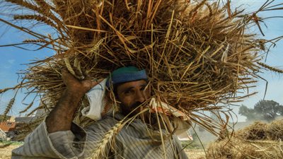 10 آلاف جنيه هامش الربح من بيع فدان القمح