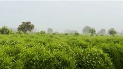 (شبرا بلولة) إحدى منتجي الزيوت العطرية في العالم (شاهد)