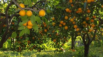 طاقة النواب تهاجم إتلاف 15 ألف شجرة مثمرة بقنا.. إهدار للمال العام