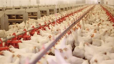 تراجع في أسعار الدواجن.. والغرفة تبحث عن حلول