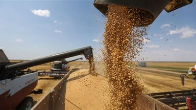مصر حريصة على تدفق واردات القمح الروسية