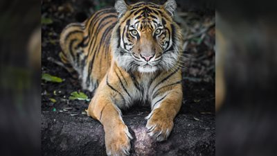 نمر يقتل شريكته بوحشية دون تدخل أحد