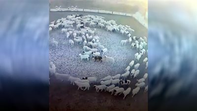 13 قطيعًا من الأغنام يسيرون في دائرة لمدة 12 يومًا دون توقف.. شاهد