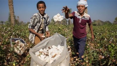 القطن المصري يستعيد عرشه.. القنطار بـ5155 جنيهًا (فيديو)