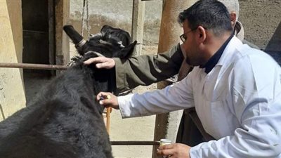 تحصين 35 ألفًا و336 رأس ماشية لمواجهة طاعون المجترات الصغيرة