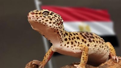 برص مصرى عدوانى يثير الرعب فى بريطانيا