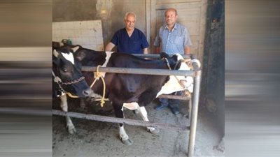 بنى سويف تحصين 87 ألف من الثروة ضد الأمراض