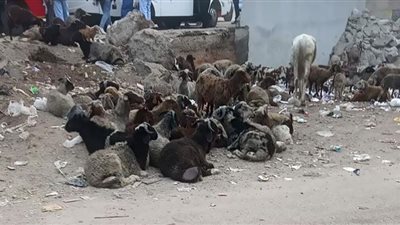 ارتفاع سعر الأعلاف أصاب تجارالغنم بالجنون.. أكل من الزبالة