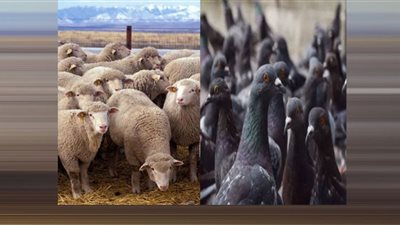 حمام زومبي وأغنام تدور حول نفسها.. ظواهر غريبة تُصيب الحيوانات